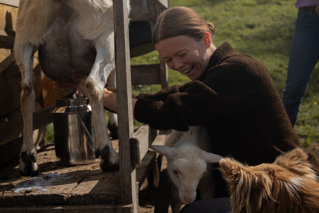 Farmársky ranný rituál – dojenie kozy na ranči
